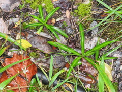 Chlorophytum comosum