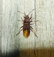 Rhypodes