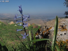 Hyacinthus orientalis