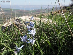 Hyacinthus orientalis