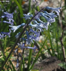 Hyacinthus orientalis