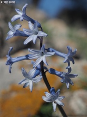 Hyacinthus orientalis