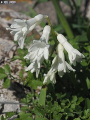 Hyacinthus orientalis