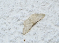 Idaea fuscovenosa