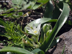Ornithogalum lanceolatum
