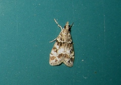 Eudonia mercurella
