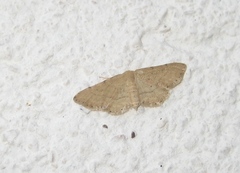 Idaea belemiata