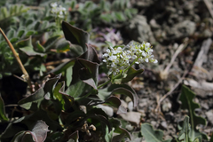 Lepidium draba