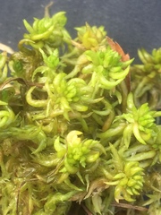 Sphagnum denticulatum