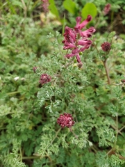 Fumaria officinalis