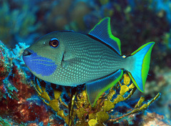 Xanthichthys auromarginatus
