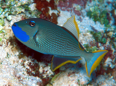 Xanthichthys auromarginatus