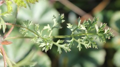 Daucus carota maximus