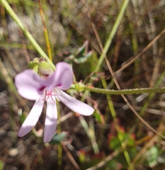Pelargonium tabulare