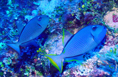 Xanthichthys auromarginatus