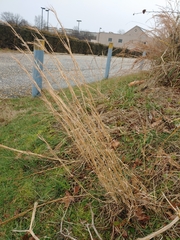 Schizachyrium
