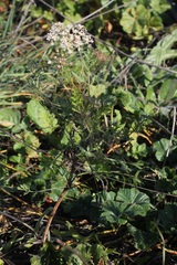 Daucus carota maximus