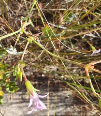 Pelargonium tabulare