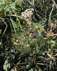 Daucus carota maximus