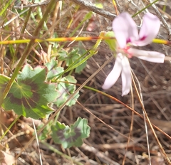 Pelargonium tabulare