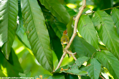 Orthotomus atrogularis