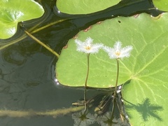 Nymphoides indica