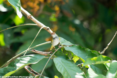 Orthotomus atrogularis