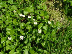 Caltha biflora