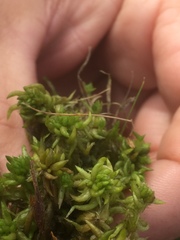 Sphagnum denticulatum