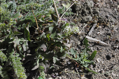 Lepidium draba