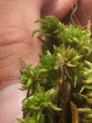 Sphagnum denticulatum