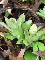 Helleborus orientalis