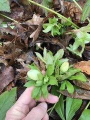 Helleborus orientalis