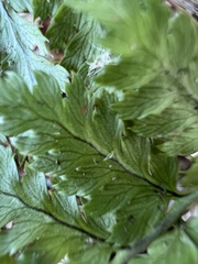 Dryopteris campyloptera