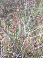 Juncus acutiflorus