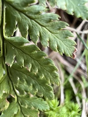 Dryopteris campyloptera