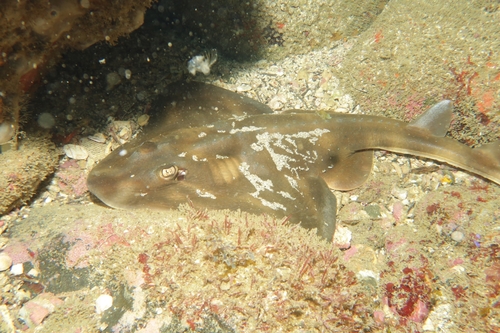 Lesser guitarfish (Zapteryx brevirostris) — Rhinobatidae — 4