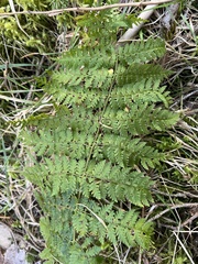 Dryopteris campyloptera