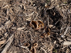 Phylloscypha phyllogena