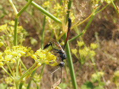 Gasteruption jaculator