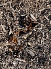 Phylloscypha phyllogena