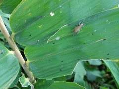 Orthoptera