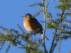 Turdus migratorius