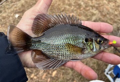 Centrarchus macropterus