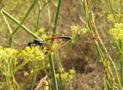 Gasteruption jaculator