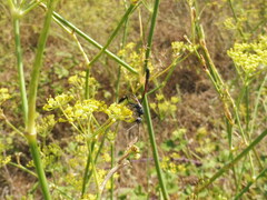 Gasteruption jaculator