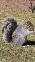 Sciurus arizonensis