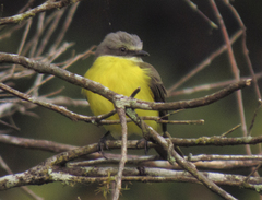Myiozetetes granadensis