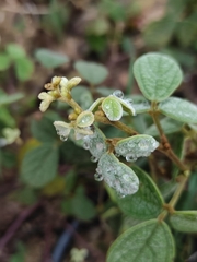 Cajanus scarabaeoides