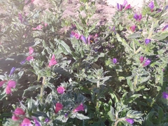 Echium sabulicola decipiens